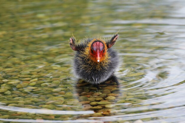 Photo high angle view of duck in lake