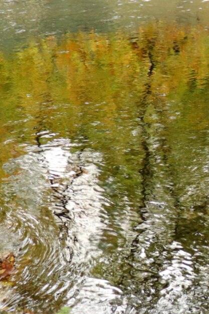 High angle view of duck in lake