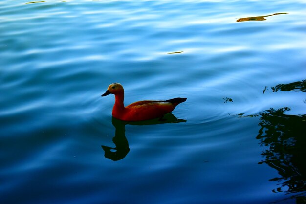 High angle view of duck in lake