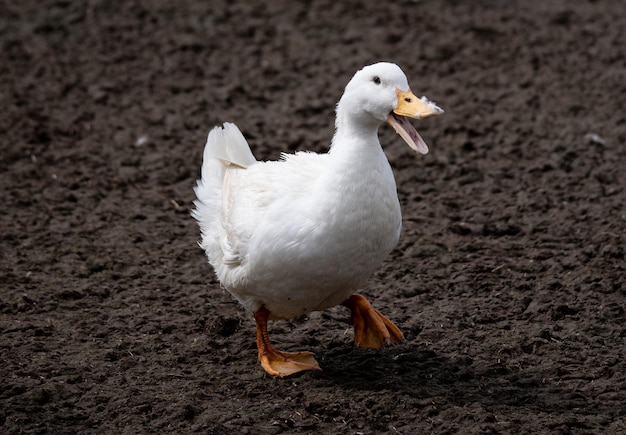 陸上のアヒルの高角度の視点