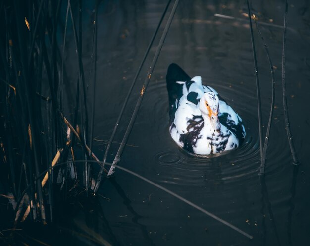 Photo high angle view of duck swimming in lake during winter