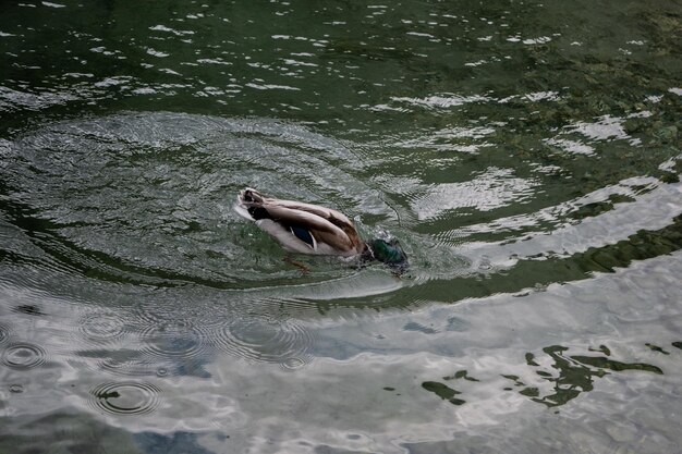 High angle view of duck swimming in lake