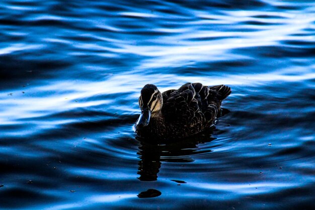 High angle view of duck swimming in lake