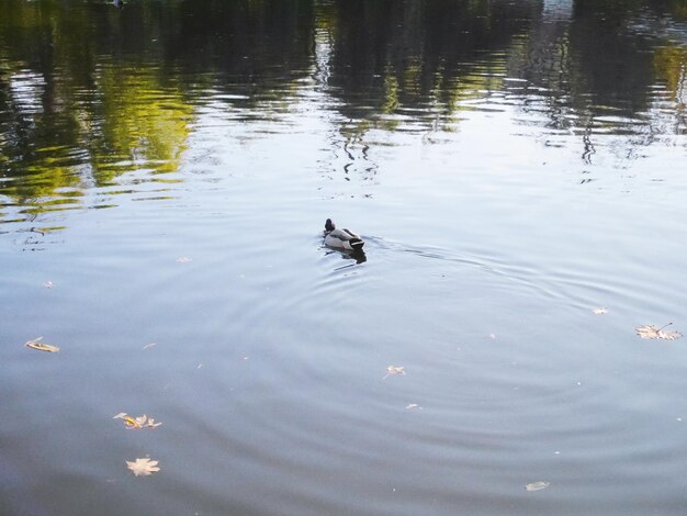 High angle view of duck swimming on lake