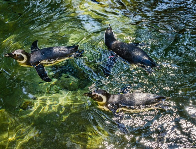 High angle view of duck swimming in lake