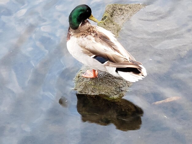 High angle view of duck swimming in lake