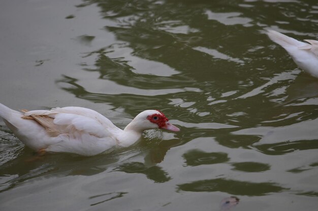 High angle view of duck swimming in lake