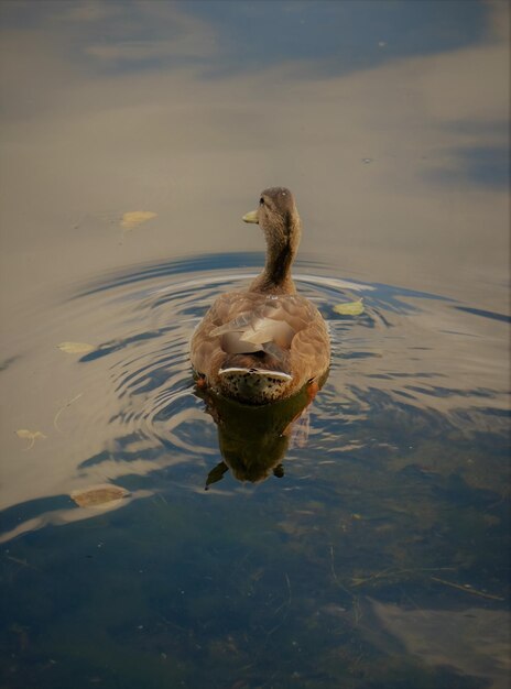 High angle view of duck swimming on lake