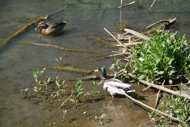 High angle view of duck swimming on lake