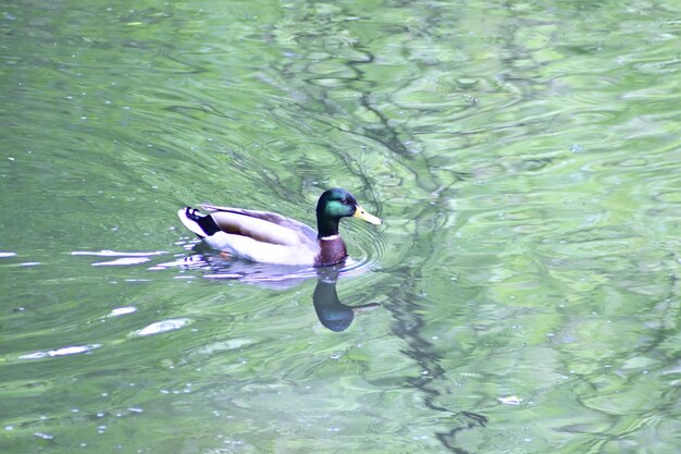 High angle view of duck swimming in lake