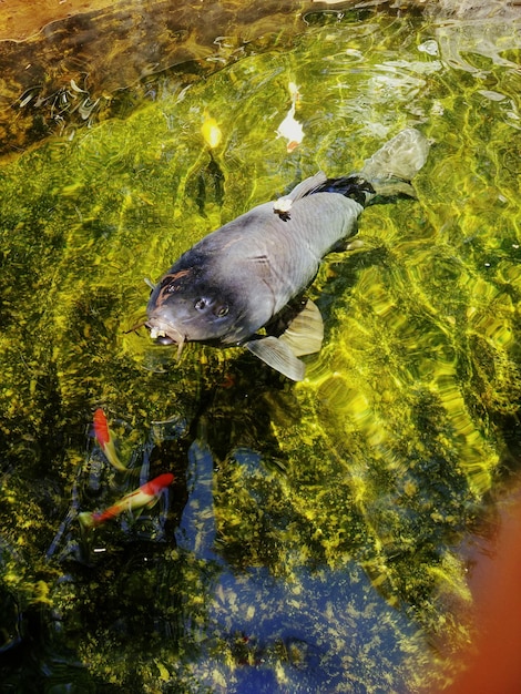 湖で泳ぐアヒルの高角度の景色