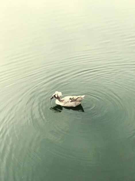 Photo high angle view of duck swimming in lake