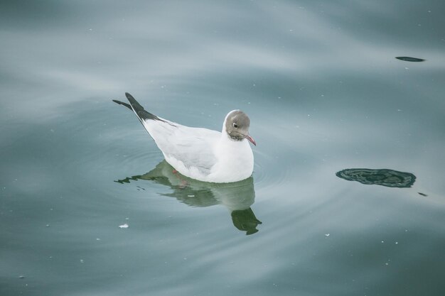 Photo high angle view of duck swimming in lake