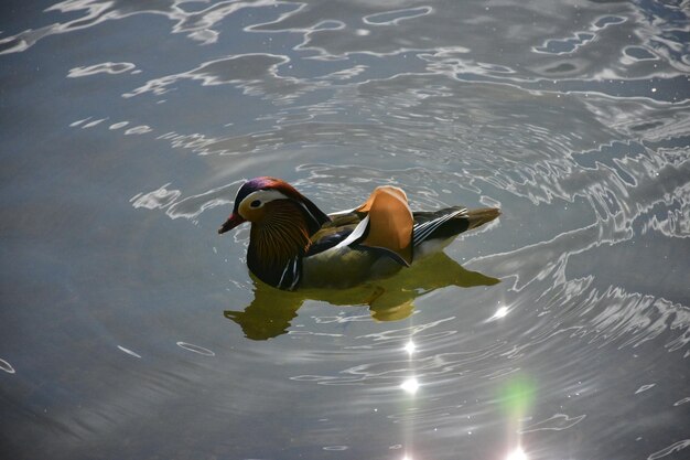 Photo high angle view of duck swimming in lake