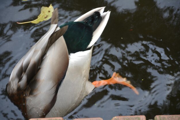 High angle view of duck swimming in lake