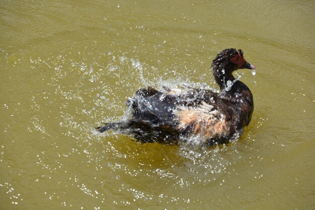 Photo high angle view of duck swimming in lake