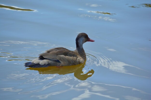 High angle view of duck swimming in lake