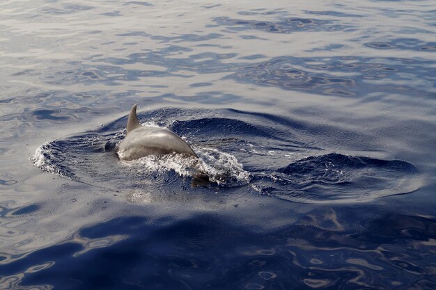 Foto vista ad alta angolazione di un'anatra che nuota in mare