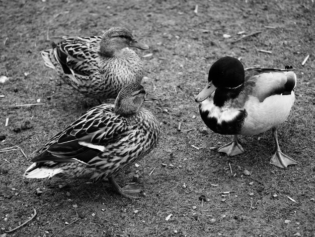 Photo high angle view of duck