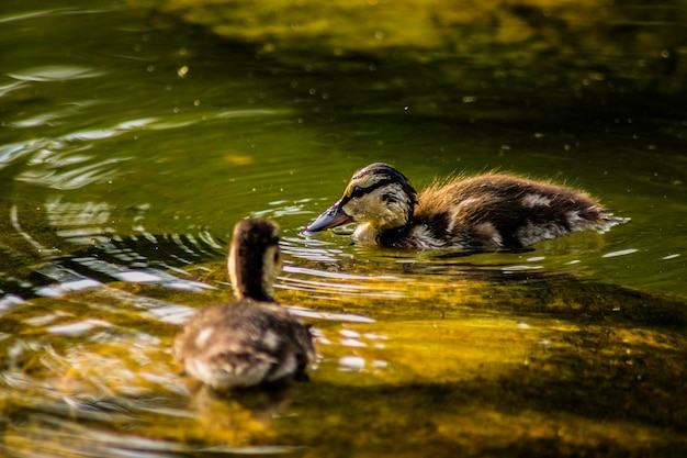 Photo high angle view of ducklings swimming in lake