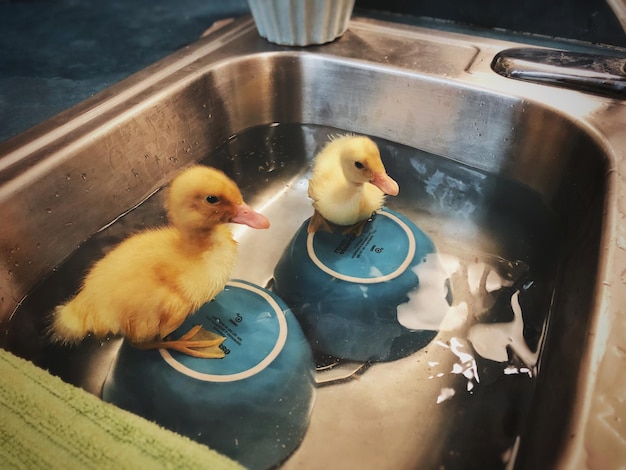 Photo high angle view of ducklings in water