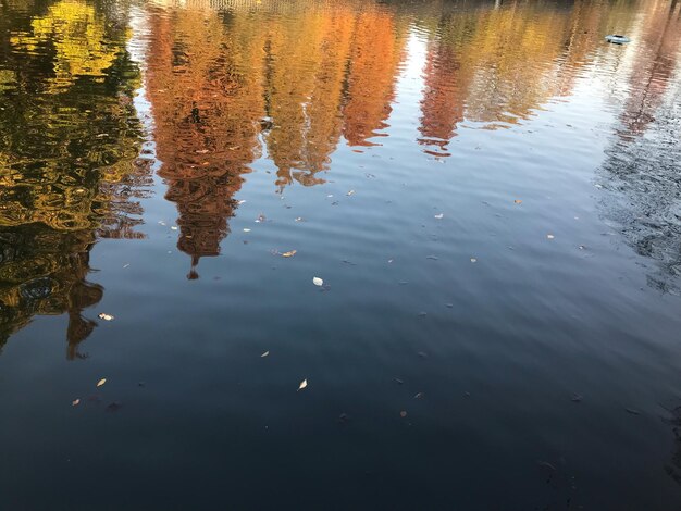 High angle view of ducks in lake