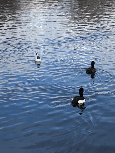 High angle view of ducks swimming in lake