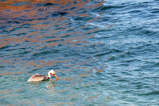 Photo high angle view of ducks swimming in lake