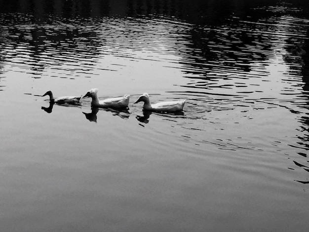 Photo high angle view of ducks swimming on lake