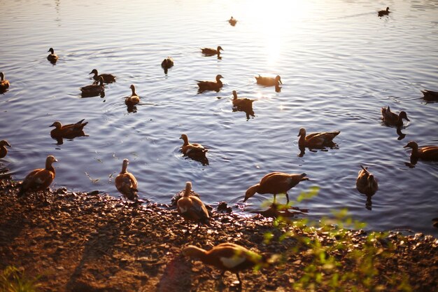 Photo high angle view of ducks swimming in lake