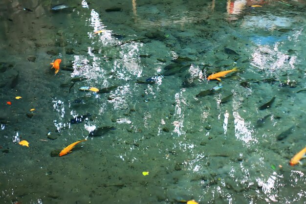 High angle view of ducks swimming in lake