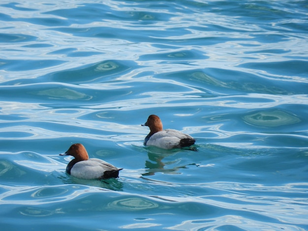 High angle view of ducks swimming in lake