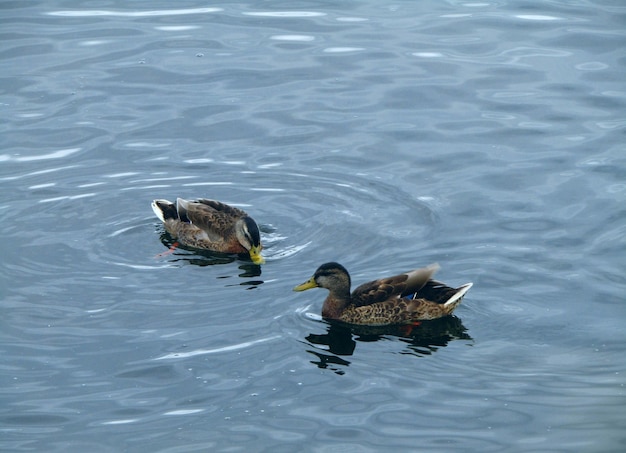 Photo high angle view of ducks swimming on lake