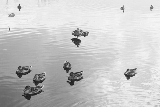 Photo high angle view of ducks swimming in lake