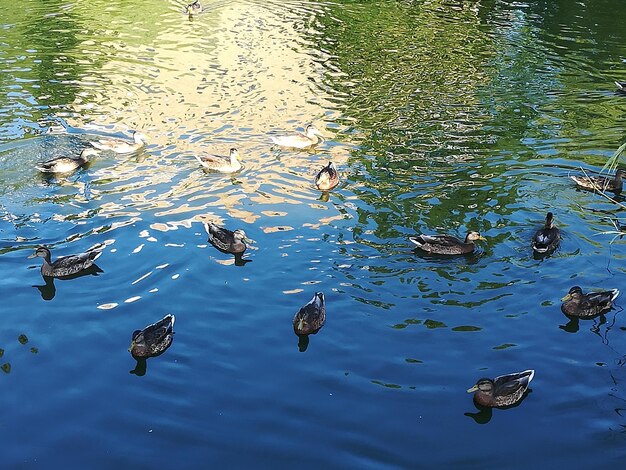 High angle view of ducks swimming in lake