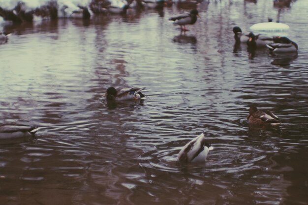 Photo high angle view of ducks swimming on lake