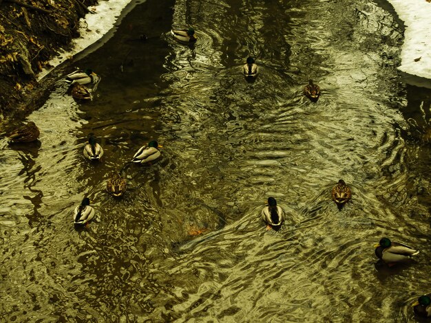 Photo high angle view of ducks swimming on lake