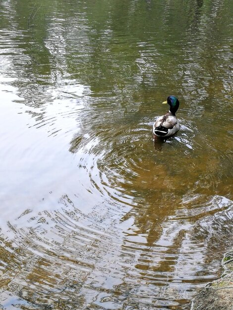 High angle view of ducks swimming in lake