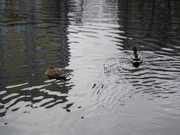 High angle view of ducks in water