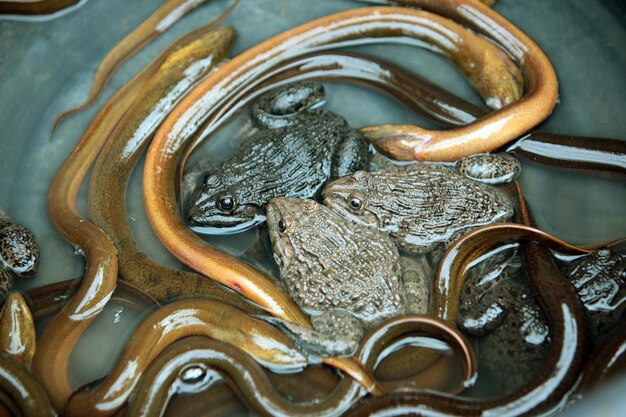 Photo high angle view of eels and frogs in water