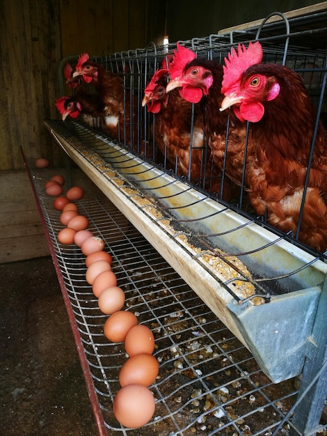 Photo high angle view of egg and hens in animal pen