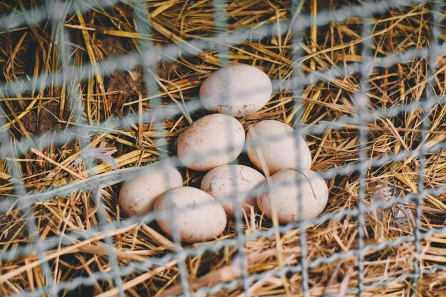 Photo high angle view of eggs in nest