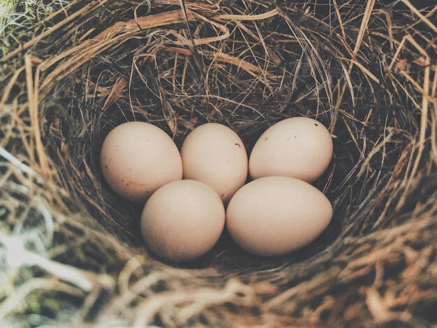 High angle view of eggs in nest