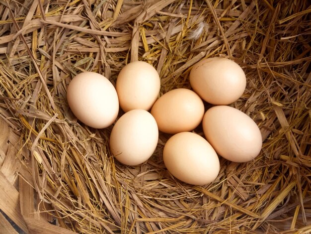 Foto vista ad alto angolo delle uova nel nido