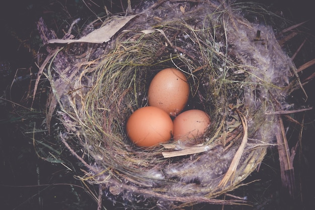 Foto vista ad alto angolo delle uova nel nido