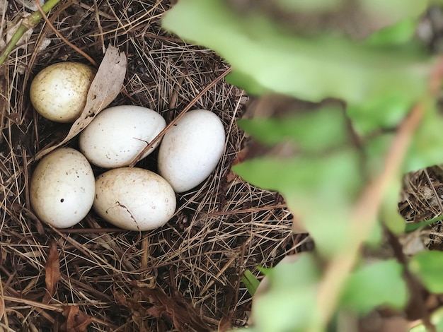 Photo high angle view of eggs in nest