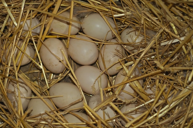 Photo high angle view of eggs in nest