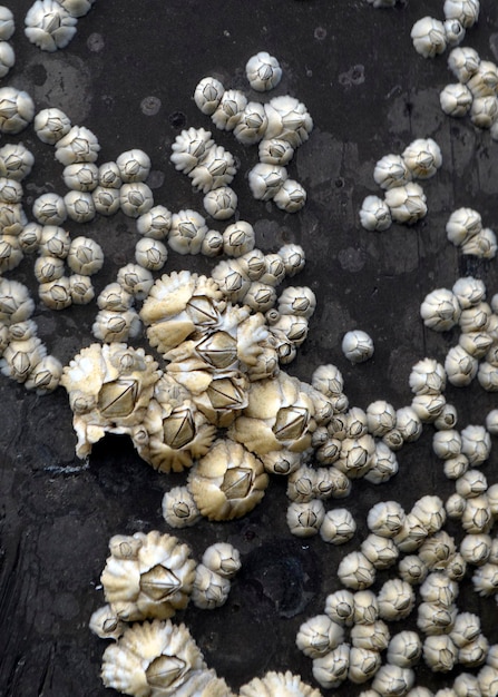 Foto vista ad alto angolo delle uova sulle rocce