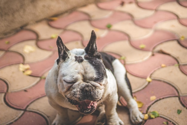 Photo high angle view of english bulldog sitting on sidewalk