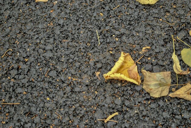 Photo high angle view of fallen autumn leaf on road